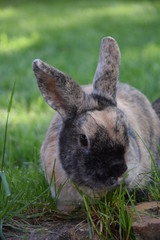 Zwergkaninchen im Gras 10