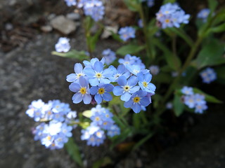 Blue flowers Forget-me-not, (Myosotis sylvatica)