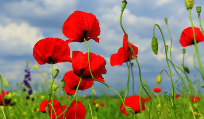 Obraz premium red poppy and wild flowers