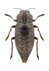 Beetle Dicerca alni on a white background