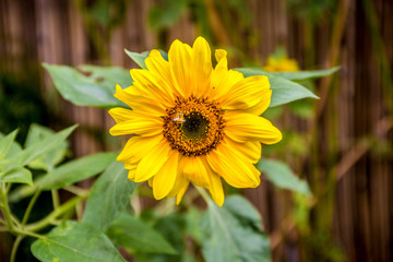 Sun Flower