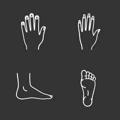 Human body parts chalk icons set