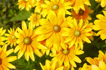 Orange-gelbe Gänseblümchen