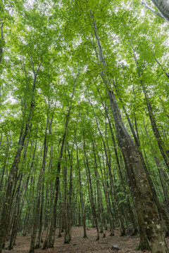 新緑_ブナ林