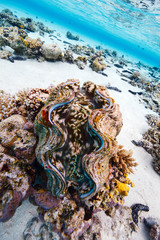 Coral reef underwater