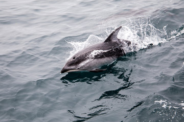 Naklejka premium Dolphin Breaking Water
