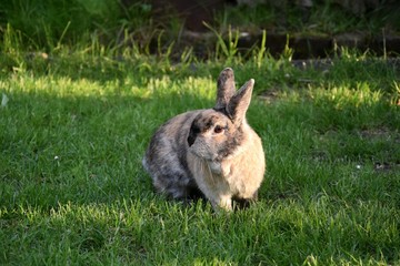 Zwergkaninchen im Gras 19