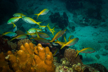 Fototapeta na wymiar Fish on a reef