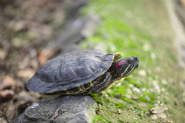 the turtle came out for a walk