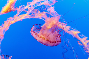 Jelly Fish