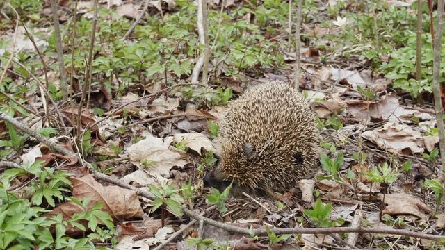 Forest Hedgehog rolled into ball. Defending hedgehog puffing (so called urchin) and pounding, pricks needles at that moment. Timelapse
