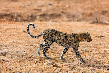 Fototapeta na wymiar Wild leopard in Africa