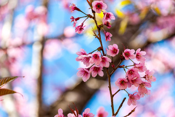 Cherry blossoms or Sakura flower in chiang mai Thailand