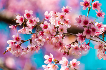 Cherry blossoms or Sakura flower in chiang mai Thailand