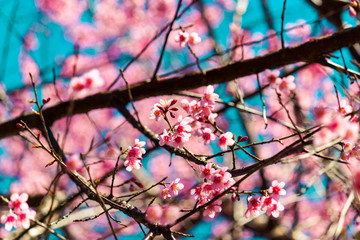 Cherry blossoms or Sakura flower in chiang mai Thailand