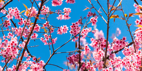 Cherry blossoms or Sakura flower in chiang mai Thailand