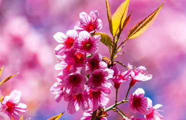 Cherry blossoms or Sakura flower in chiang mai Thailand