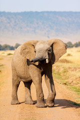 Fototapeta na wymiar Elephant close up