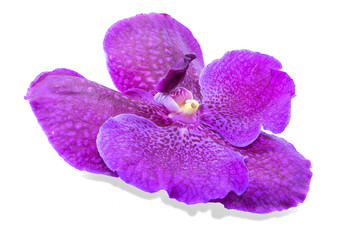 Fototapeta na wymiar Purple orchid on a white background in Thailand.