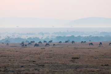 Fototapeta na wymiar Great migration in Kenya