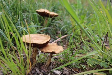 muschroom