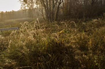 pola,  mgła  © wedrownik52