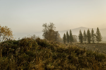 pola,  mgła  © wedrownik52