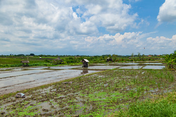Obraz premium Harvested rice fields in Bali island, Indonesia