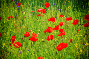 Fototapeta premium red poppy and wild flowers field