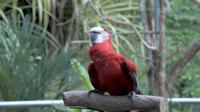 Dancing parrot close up