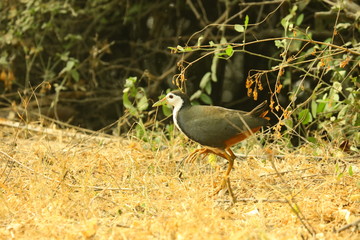 White breasted WaterHen bird