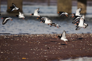 Eurasian Oystercatcher, Haematopus ostralegus