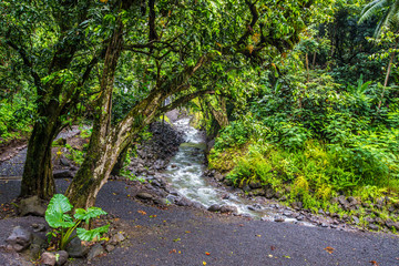 Obraz premium Faarumai