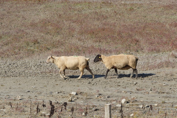 Moutons de prés salés dans la Baie du Mont Saint-Michel