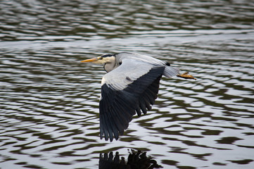 Grey Heron gliding over the water