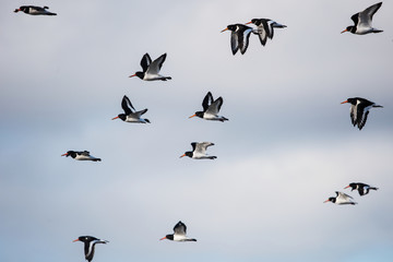 Eurasian Oystercatcher, Haematopus ostralegus