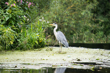 Grey Heron near a weir