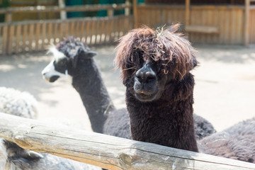 Naklejka premium Alpaka, lama patrzy na gości przez ogrodzenie zoo. Życie w niewoli.