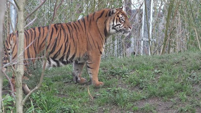 Sumatran Tiger in woods near fence