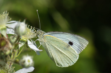 Large White butterfly on bramble flower