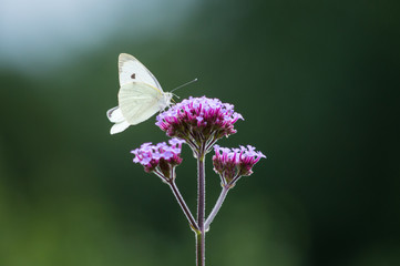 Large White butterfly on purple flower