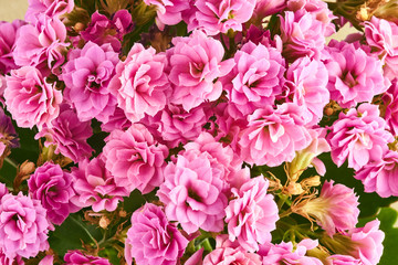 A beautiful bouquet of pink kalanchoe flowers.