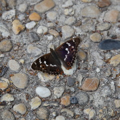 Papillon au repos: Moiré sylvicole.