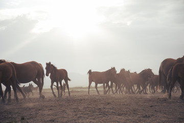 a plain with beautiful horses in sunny summer day in Turkey. Herd of thoroughbred horses. Horse...