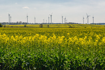 Wind turbines and yellow rapeseed fields in West Pomerania region, Poland