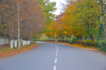 Road paved with trees.