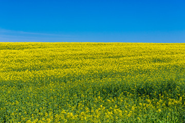Obraz premium Blue sky and yellow rapeseed field in Poland