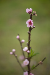 Obraz premium Blossom Flower on a Limb