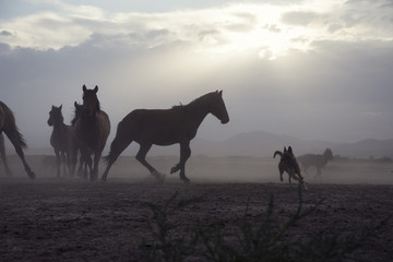 a plain with beautiful horses in sunny summer day in Turkey. Herd of thoroughbred horses. Horse herd run fast in desert dust against dramatic sunset sky. wild horses 