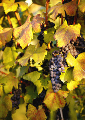 Grapes in vineyard